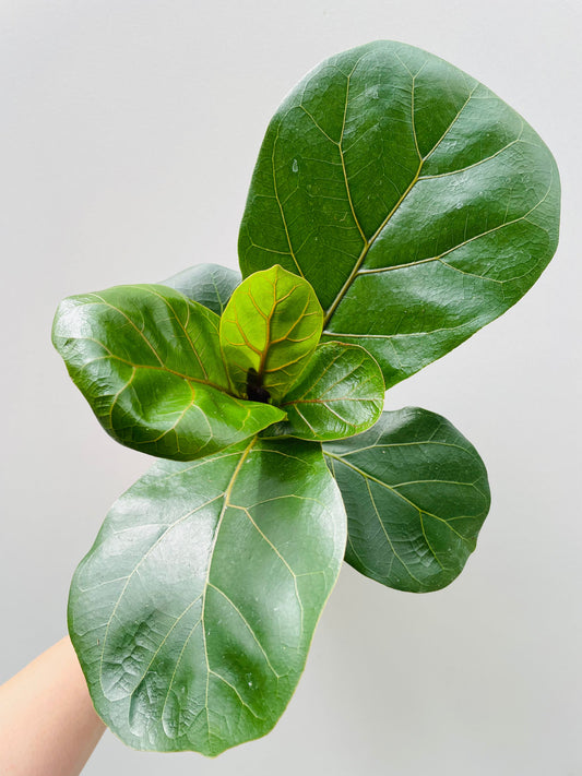 Bilde av Ficus lyrata 12 cm potte-Spanne Plantesalg