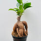 Bilde av Ficus microcarpa 8 cm potte-Spanne Plantesalg