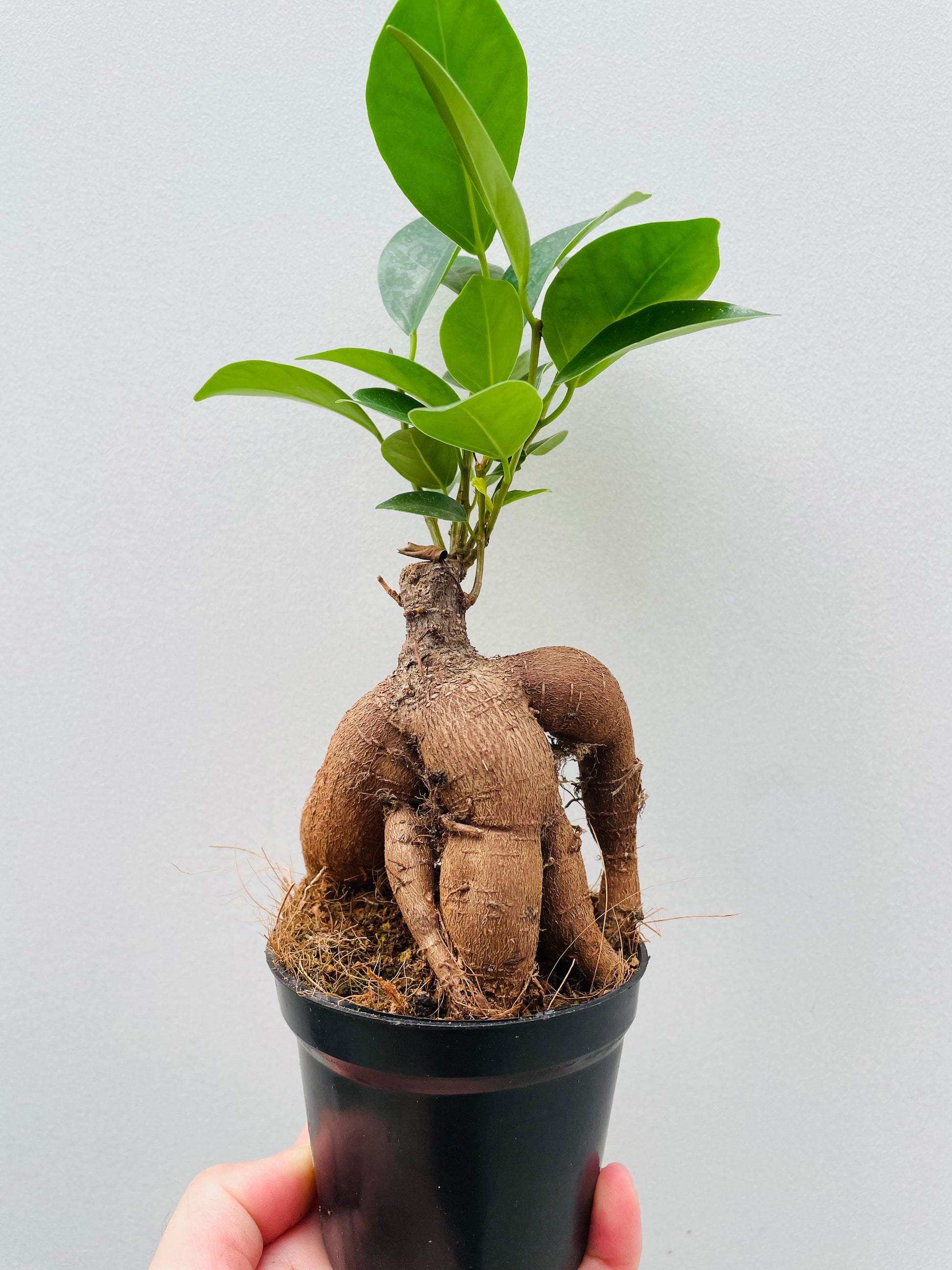 Bilde av Ficus microcarpa 8 cm potte-Spanne Plantesalg