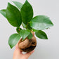 Bilde av Ficus microcarpa 8 cm potte-Spanne Plantesalg