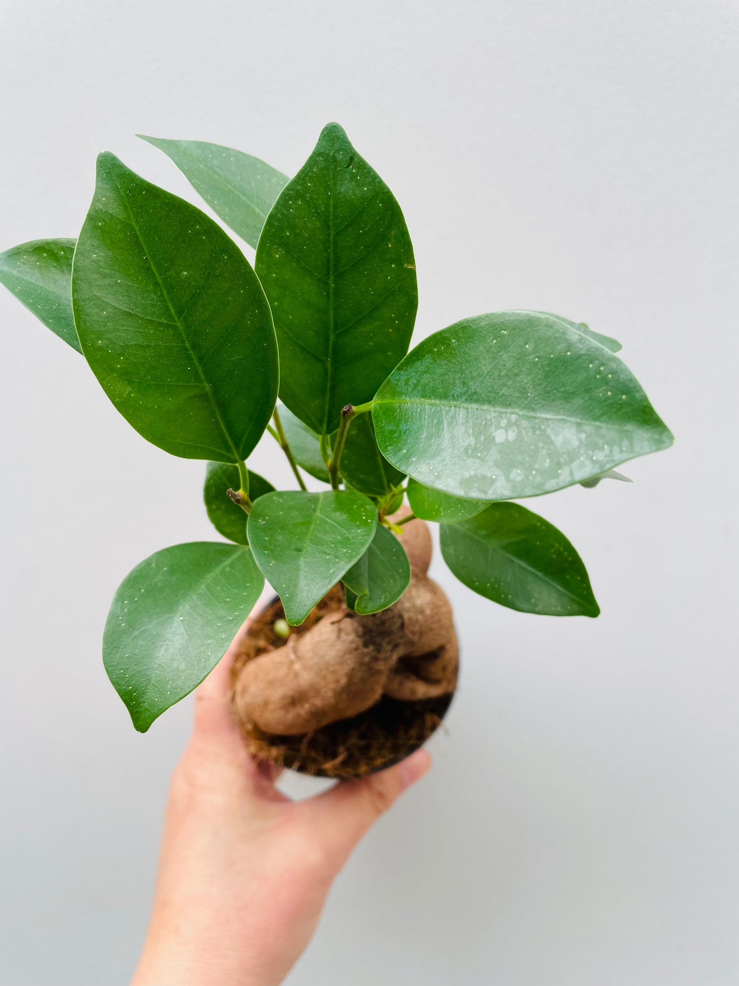 Bilde av Ficus microcarpa 8 cm potte-Spanne Plantesalg