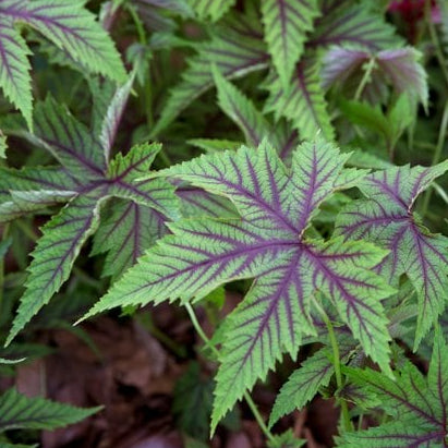 Bilde av Filipendula 'Red Umbrellas'-Spanne Plantesalg