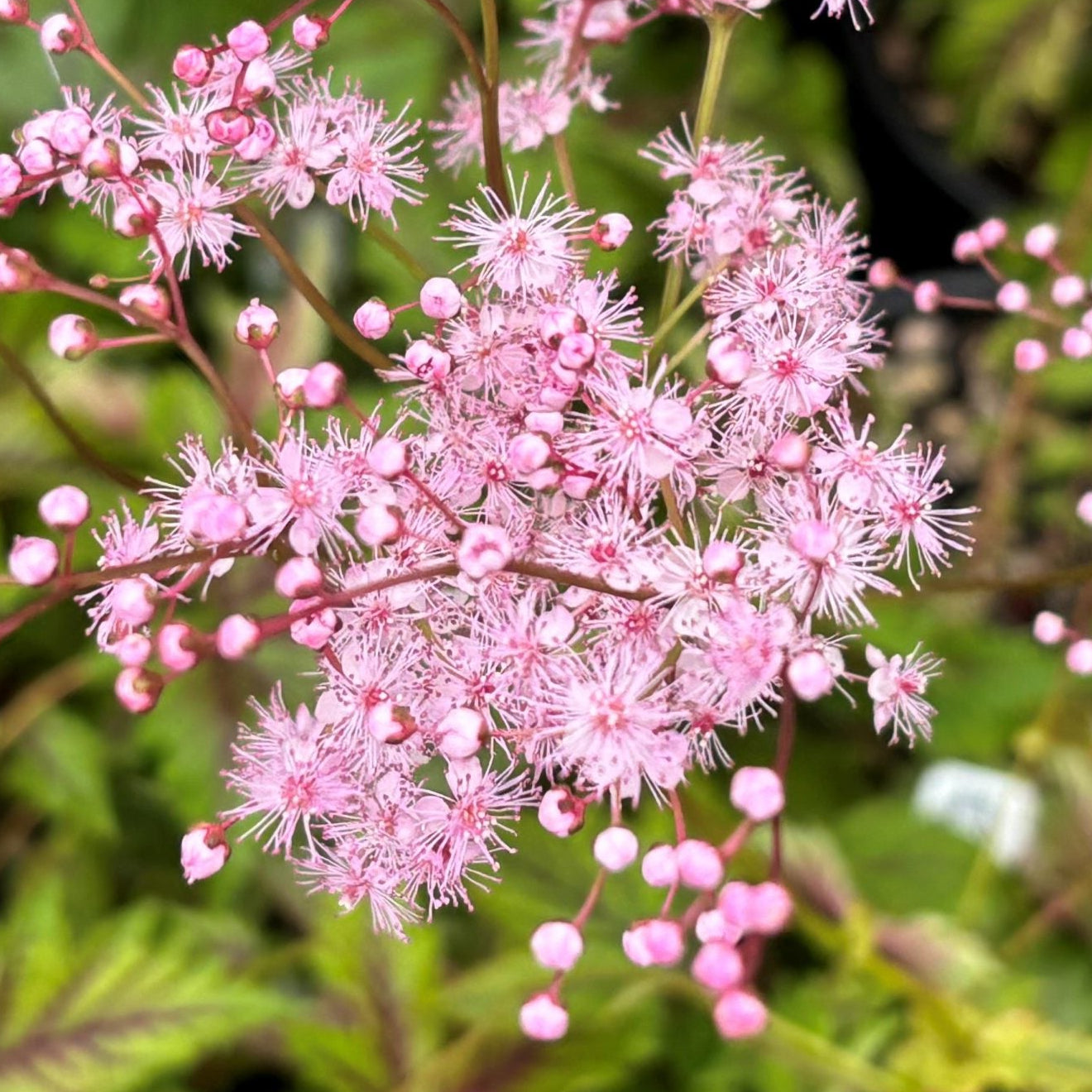 Bilde av Filipendula 'Red Umbrellas'-Spanne Plantesalg