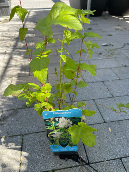 Bilde av Filipendula ulmaria-Spanne Plantesalg