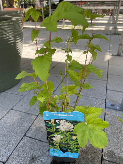 Bilde av Filipendula ulmaria-Spanne Plantesalg