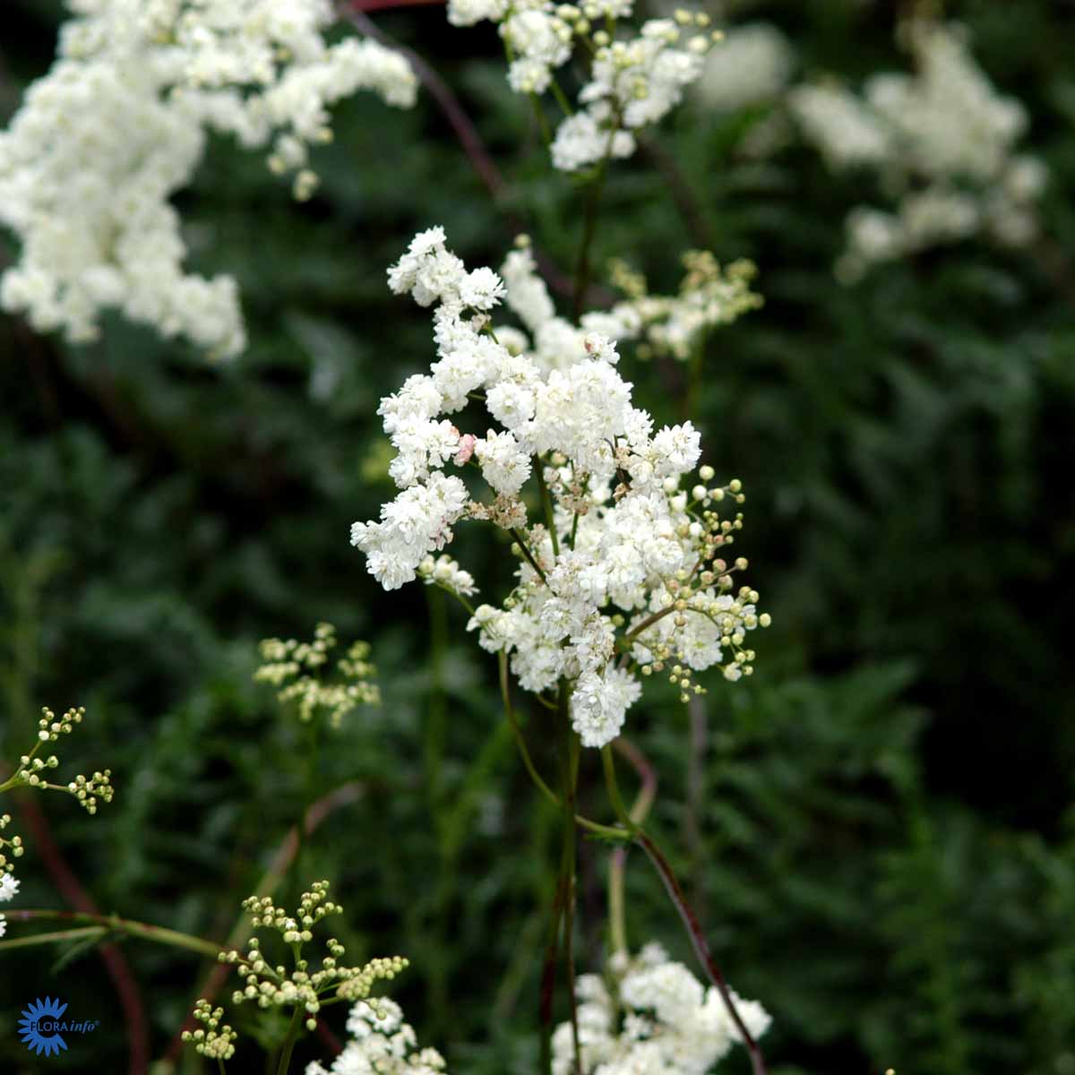 Bilde av Filipendula vulgaris 'Plena'-Spanne Plantesalg