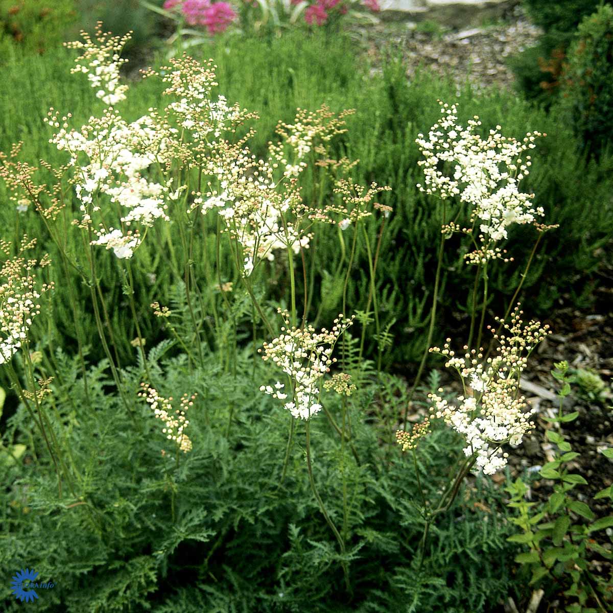 Bilde av Filipendula vulgaris 'Plena'-Spanne Plantesalg