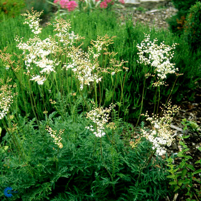 Bilde av Filipendula vulgaris 'Plena'-Spanne Plantesalg