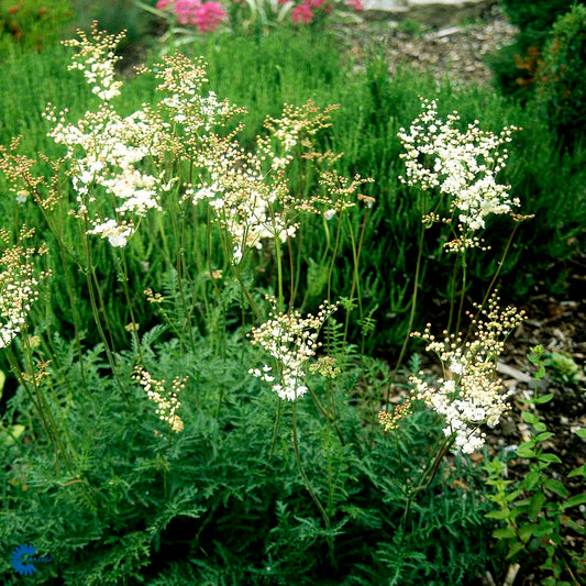 Bilde av Filipendula vulgaris 'Plena'-Spanne Plantesalg