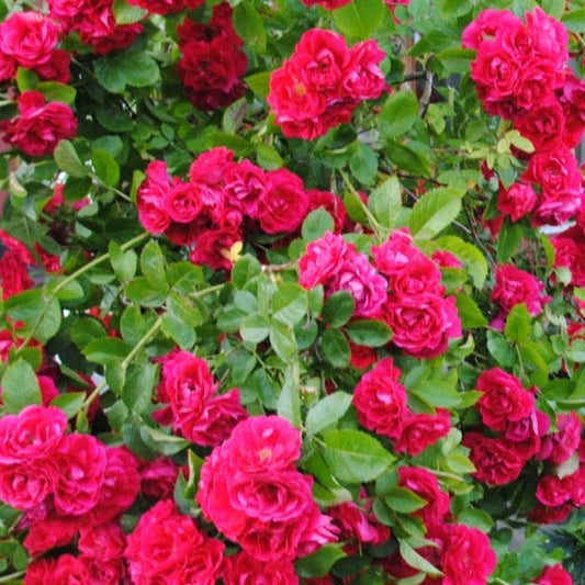 Bilde av Flamentanz-Spanne Plantesalg