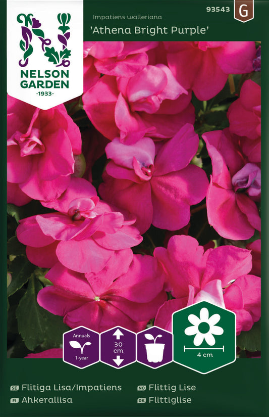 Bilde av Flittig Lise, Athena Bright Purple F1-Spanne Plantesalg