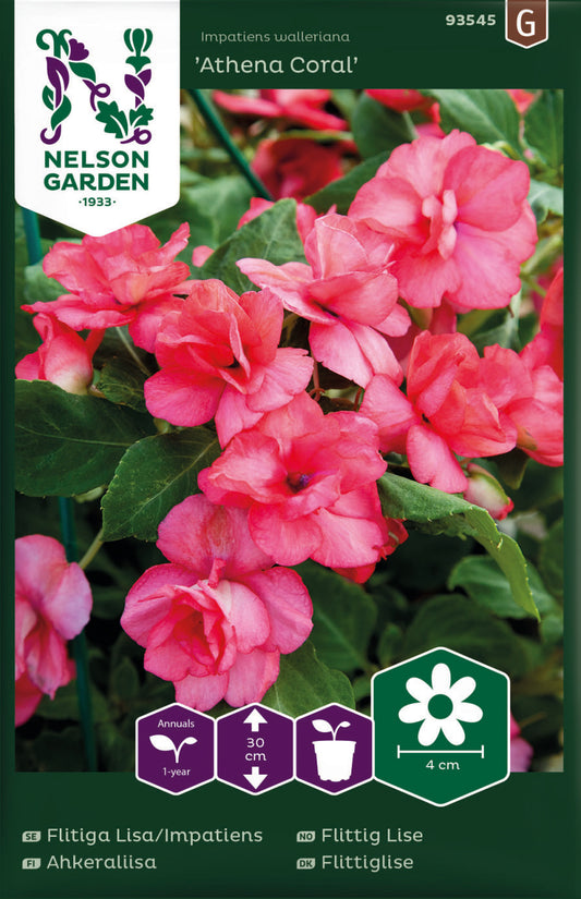 Bilde av Flittig Lise, Athena Coral F1-Spanne Plantesalg
