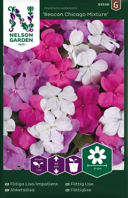 Bilde av Flittig Lise, Beacon Chicago Mixture F1-Spanne Plantesalg