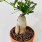Bilde av Fockea edulis ‘South African Pride’-Spanne Plantesalg