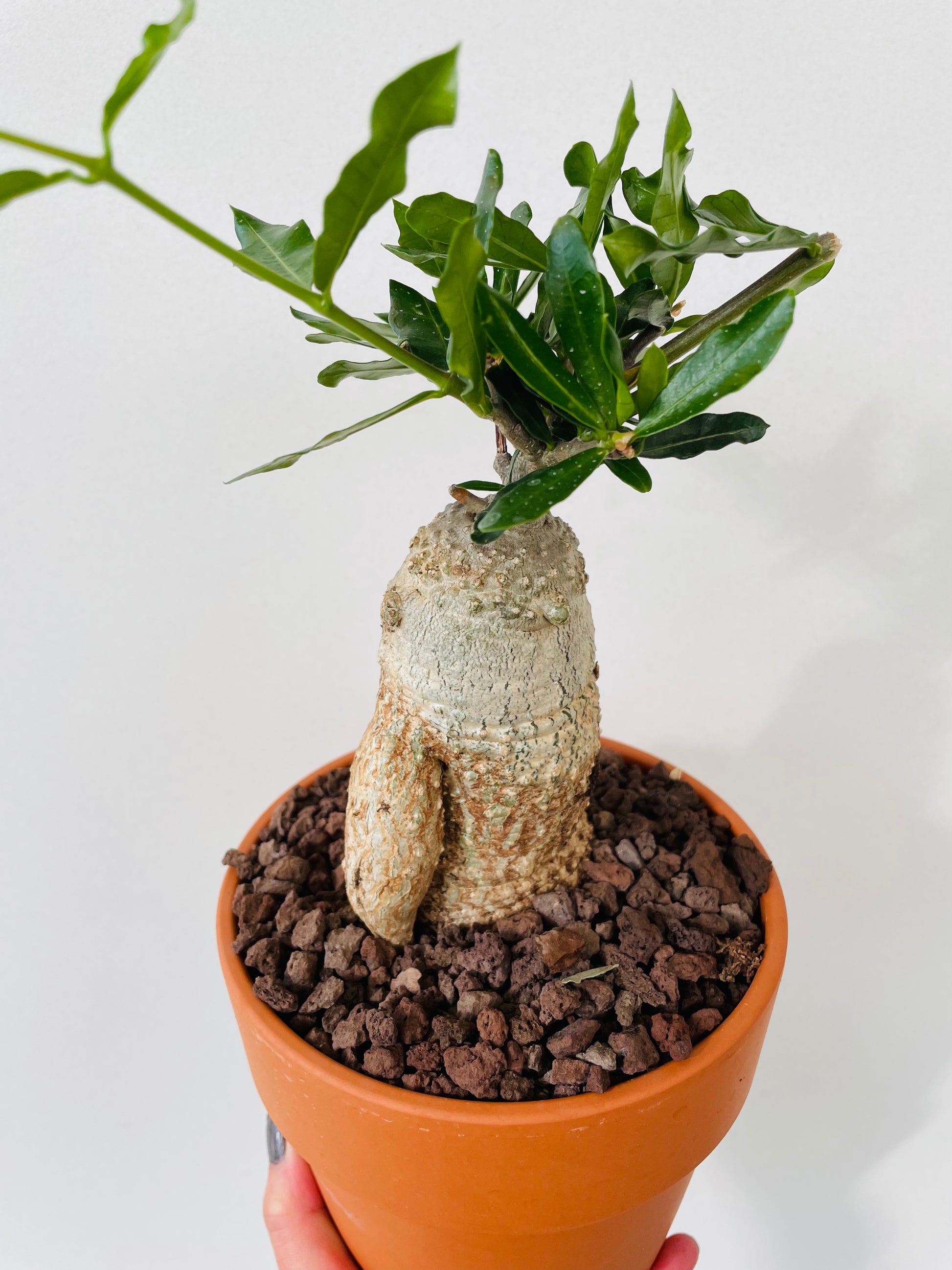 Bilde av Fockea edulis ‘South African Pride’-Spanne Plantesalg
