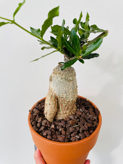 Bilde av Fockea edulis ‘South African Pride’-Spanne Plantesalg