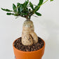 Bilde av Fockea edulis ‘South African Pride’-Spanne Plantesalg