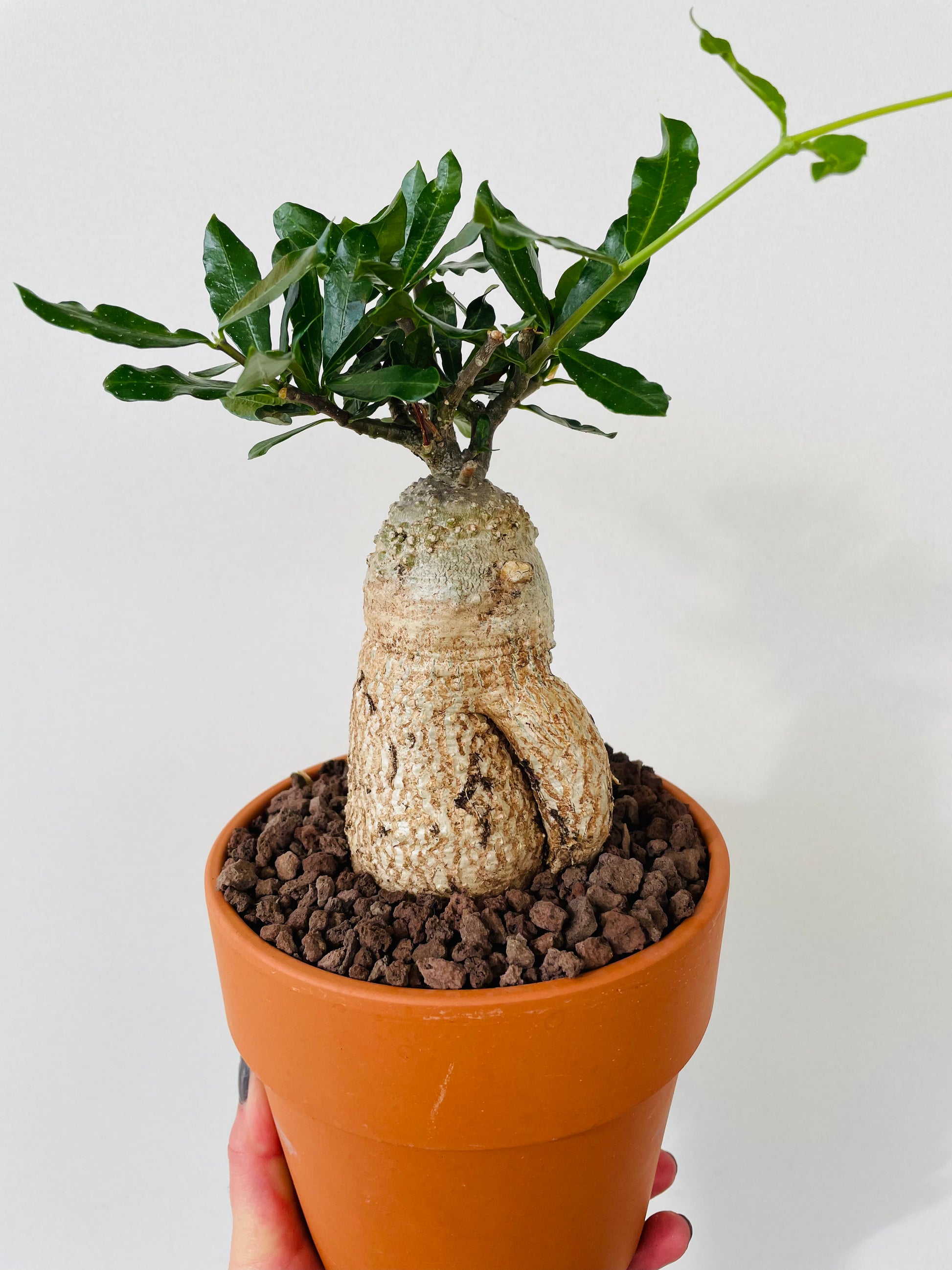 Bilde av Fockea edulis ‘South African Pride’-Spanne Plantesalg