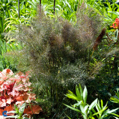 Bilde av Foeniculum vulgare 'Purpureum'-Spanne Plantesalg