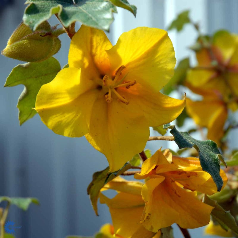 Bilde av Fremontodendron 'California Glory'-Spanne Plantesalg