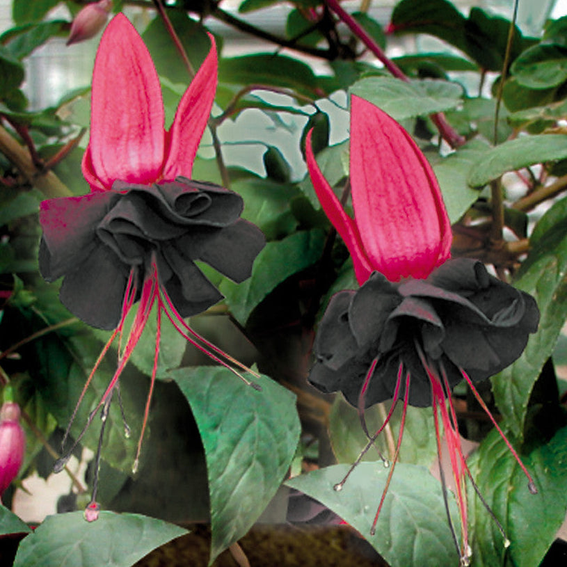 Bilde av Fuchsia Blacky Pris pr 2 stk-Spanne Plantesalg