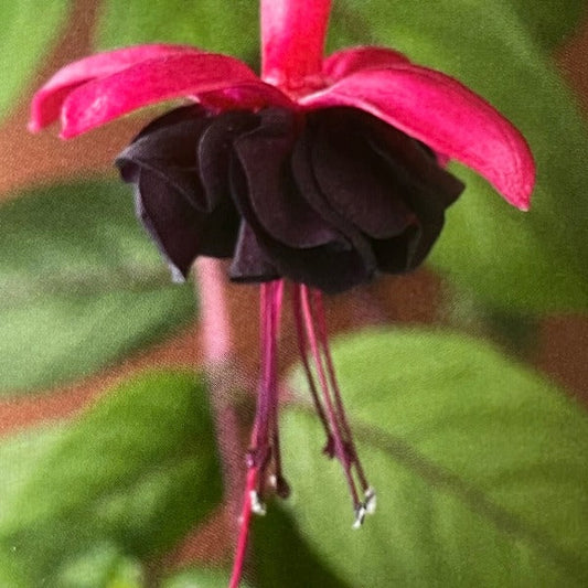 Bilde av Fuchsia Blacky-Spanne Plantesalg