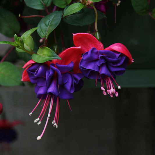 Bilde av Fuchsia Dark Eyes 3 st-Spanne Plantesalg