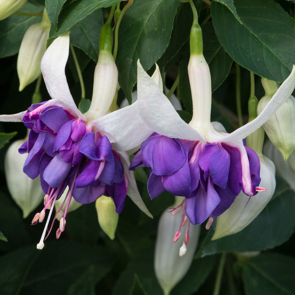 Bilde av Fuchsia Deep Purple Pris pr 2 stk-Spanne Plantesalg