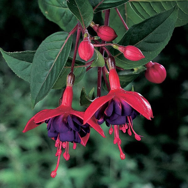 Bilde av Fuchsia Dollarprinsessen 3 st-Spanne Plantesalg