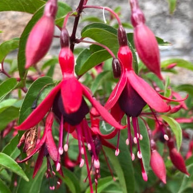Bilde av Fuchsia 'Dying Embers'-Spanne Plantesalg