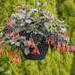 Bilde av Fuchsia Gartenmeister 3 st-Spanne Plantesalg