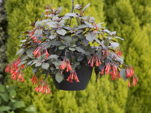 Bilde av Fuchsia Gartenmeister 3 st-Spanne Plantesalg