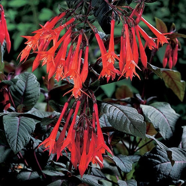 Bilde av Fuchsia Gartenmeister 3 st-Spanne Plantesalg