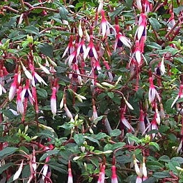 Bilde av Fuchsia magel. 'Arauco'-Spanne Plantesalg