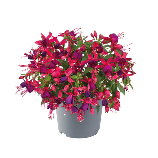 Bilde av Fuchsia mag. Diva Rose & Violet 3 st-Spanne Plantesalg