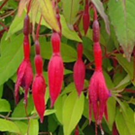 Bilde av Fuchsia magellanica 'Gold Mountain-Spanne Plantesalg