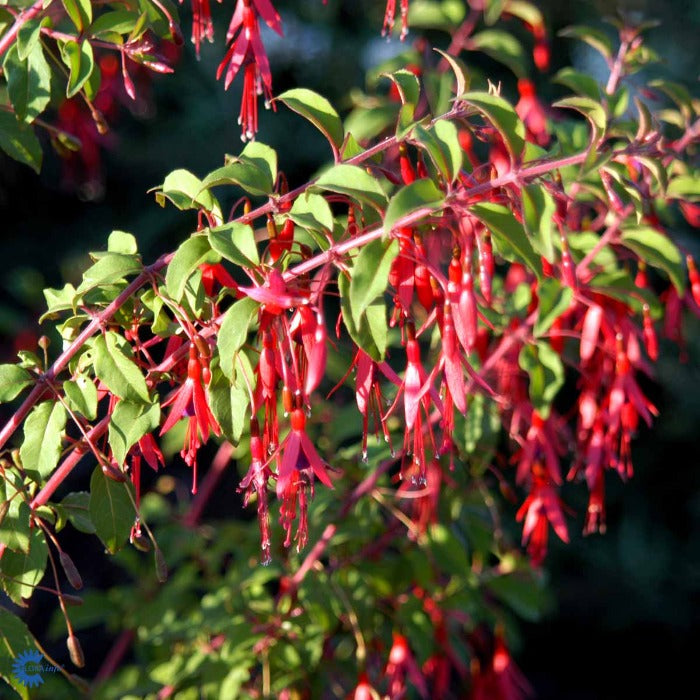 Bilde av Fuchsia magellanica gracilis-Spanne Plantesalg