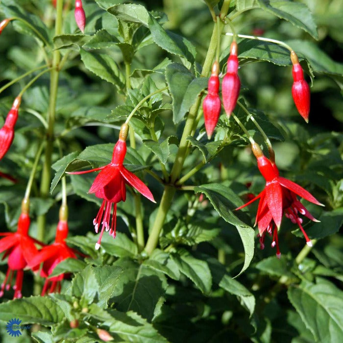 Bilde av Fuchsia magellanica gracilis-Spanne Plantesalg