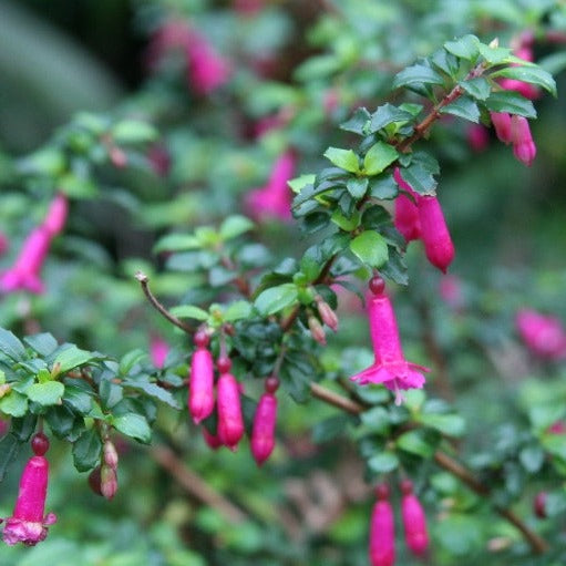 Bilde av Fuchsia microphylla-Spanne Plantesalg