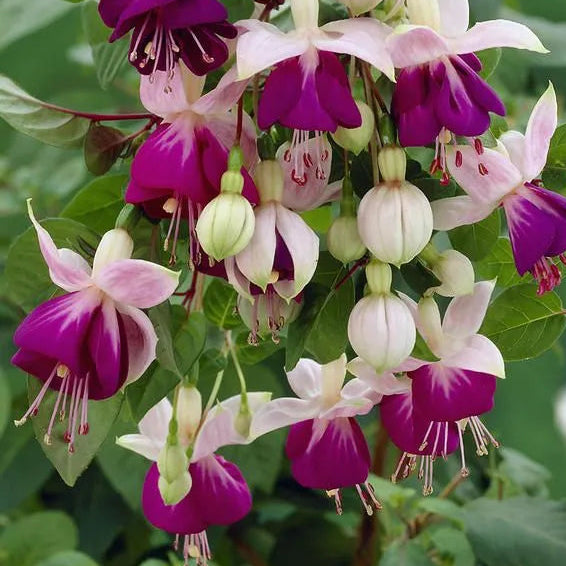 Bilde av Fuchsia Pink Ballet Girl Pris pr 2 stk-Spanne Plantesalg