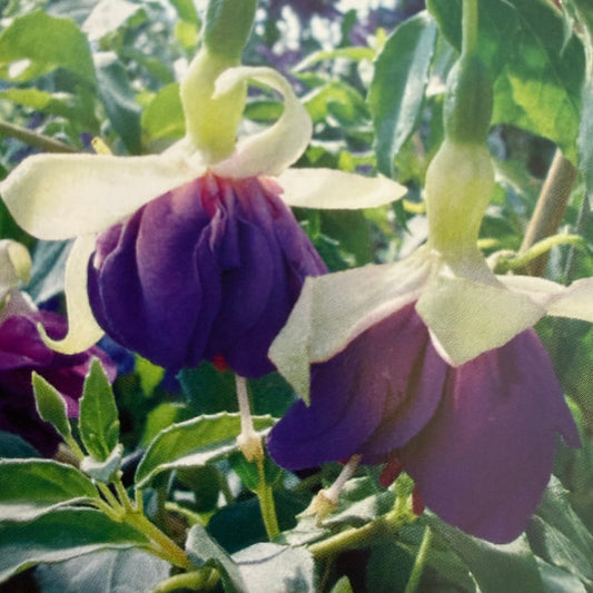 Bilde av Fuchsia Summer Island® White-Blue Pris pr 2 stk-Spanne Plantesalg