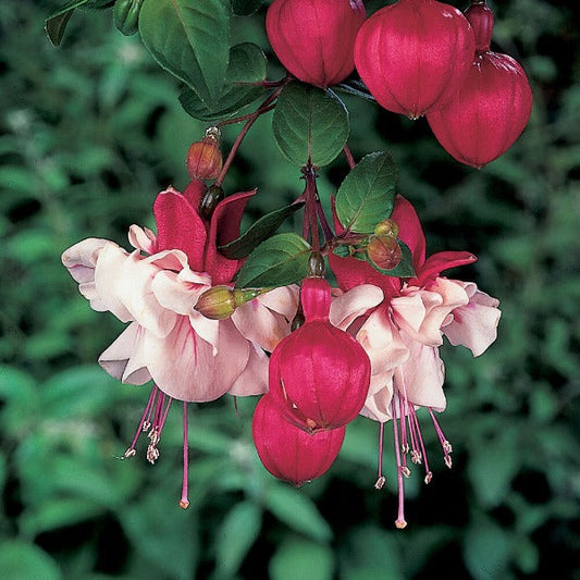 Bilde av Fuchsia Swingtime-Spanne Plantesalg