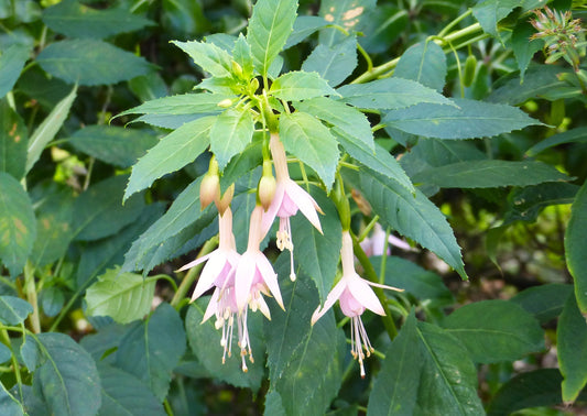 Bilde av Fuchsia 'Whiteknight's Pearl'-Spanne Plantesalg