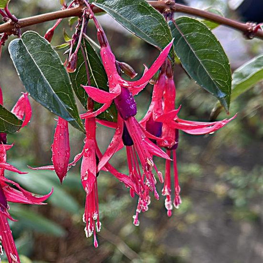 Bilde av Fuchsia regia reitzii-Spanne Plantesalg