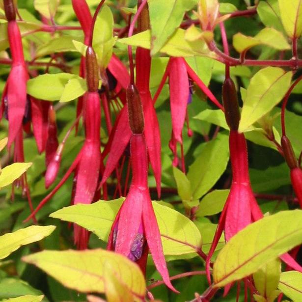 Bilde av Fuchsia magel. 'Aurea'-Spanne Plantesalg