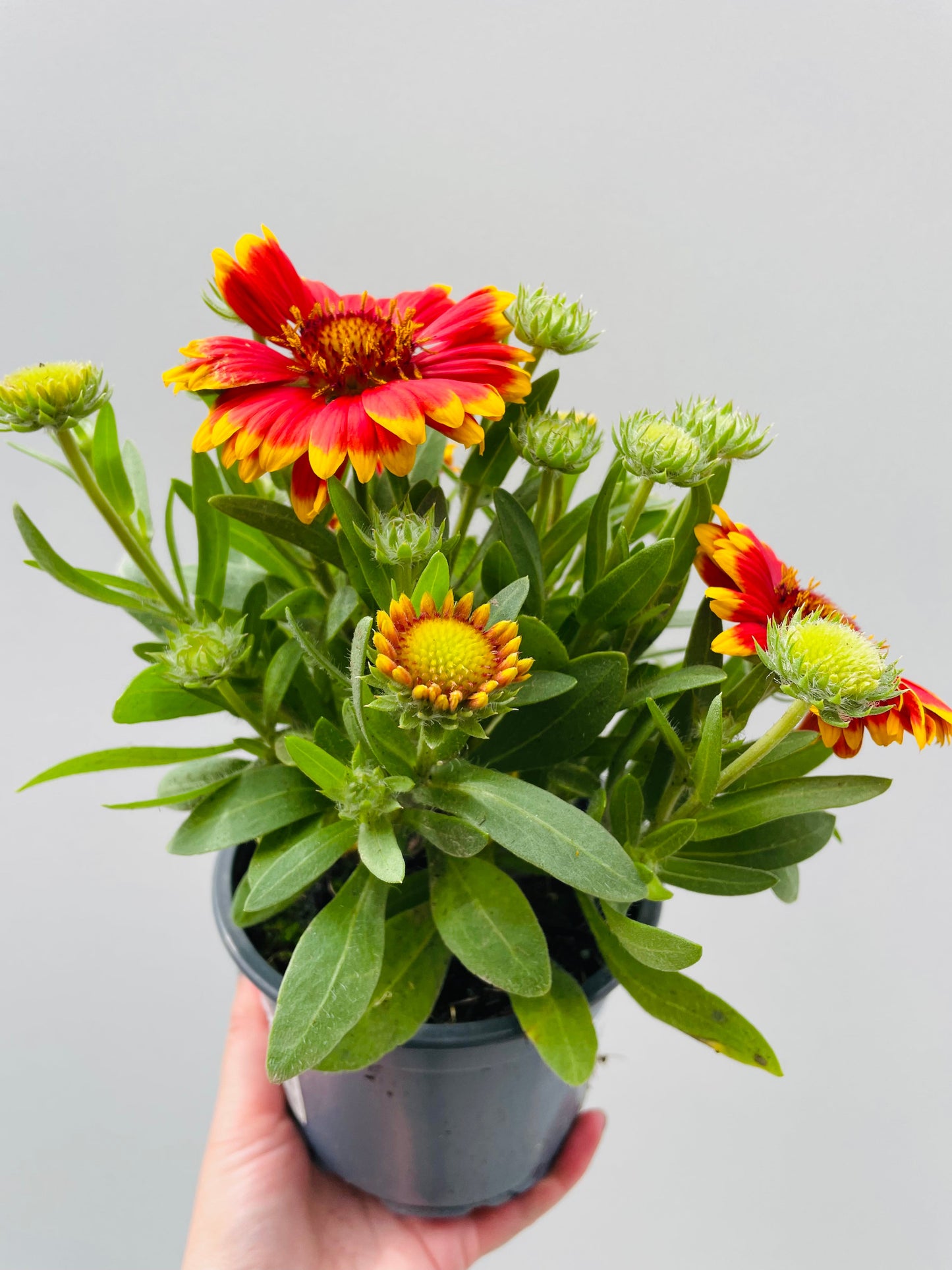 Bilde av Gaillardia aristata-Spanne Plantesalg