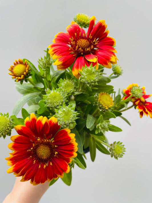 Bilde av Gaillardia aristata-Spanne Plantesalg