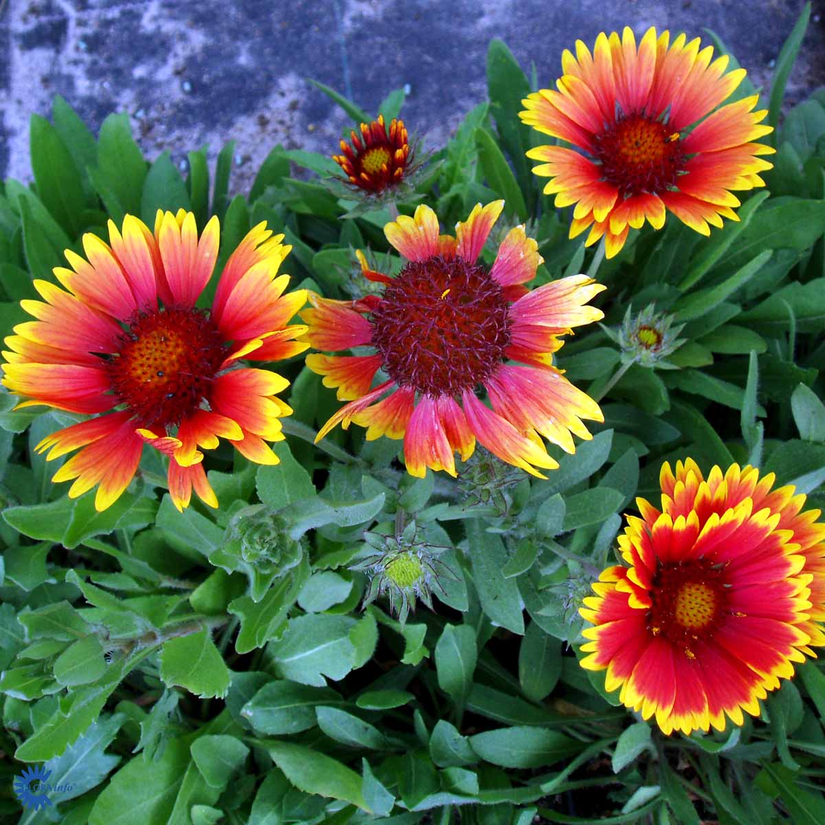 Bilde av Gaillardia 'Kobold'-Spanne Plantesalg