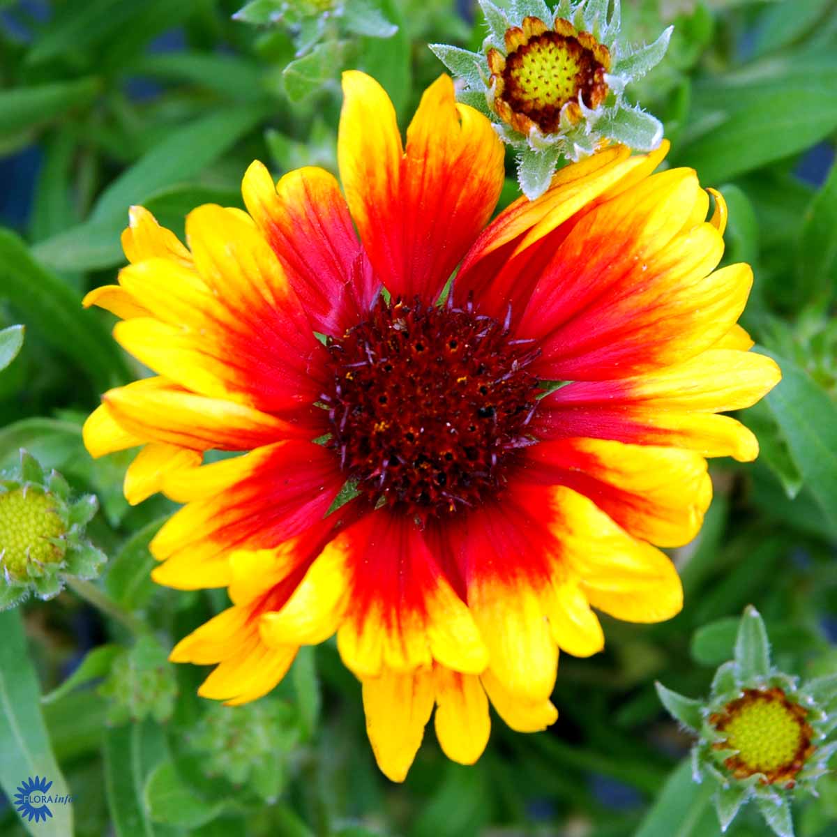 Bilde av Gaillardia 'Kobold'-Spanne Plantesalg