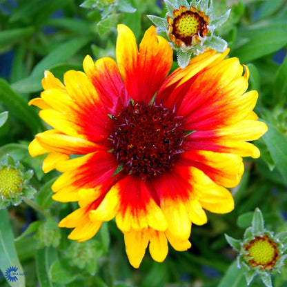Bilde av Gaillardia 'Kobold'-Spanne Plantesalg